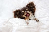 Най-добрите оферти за легла за кучета 25