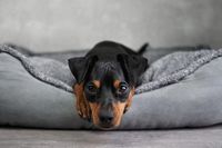 Информация за легла за кучета 40