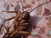Видове пръскане срещу хлебарки 13