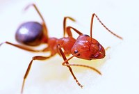 Научете за борбата против мравки 15