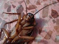 Видове унищожаване на хлебарки 8