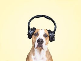 шумоизолиращи слушалки - 57872 награди